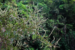 Gouania microcarpa
